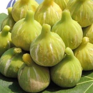 نهال انجیر عسلی