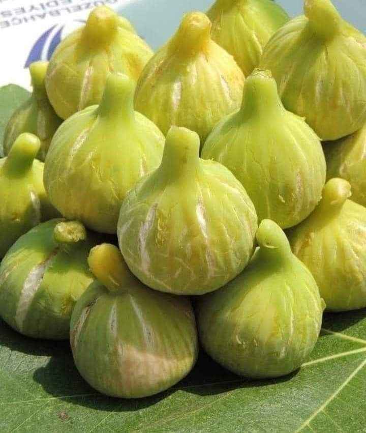 نهال انجیر عسلی نهال انجیر عسلی