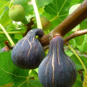 نهال انجیر قرمز فرانسوی