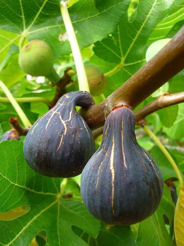 نهال انجیر قرمز فرانسوی