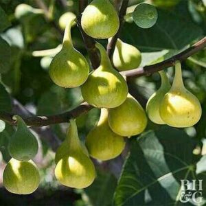 نهال انجیر گلابی سفید