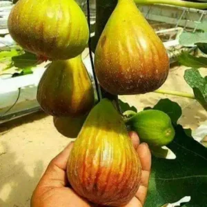 نهال انجیر یزدی