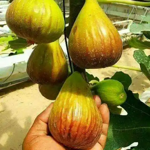 نهال انجیر یزدی