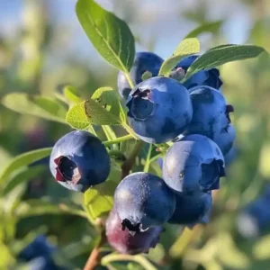 نهال بلوبری