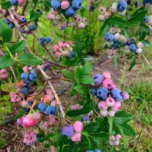 نهال بلوبری 4.5 ساله