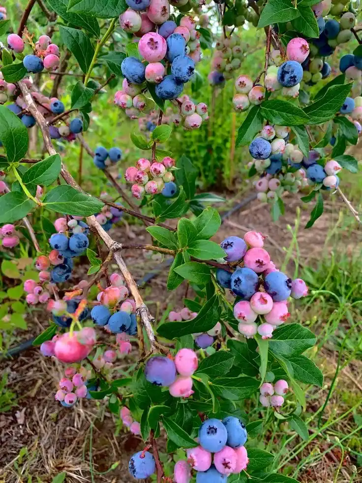 نهال بلوبری 4.5 ساله