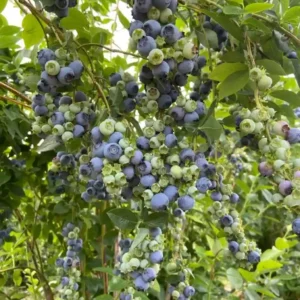 نهال بلوبری امرال