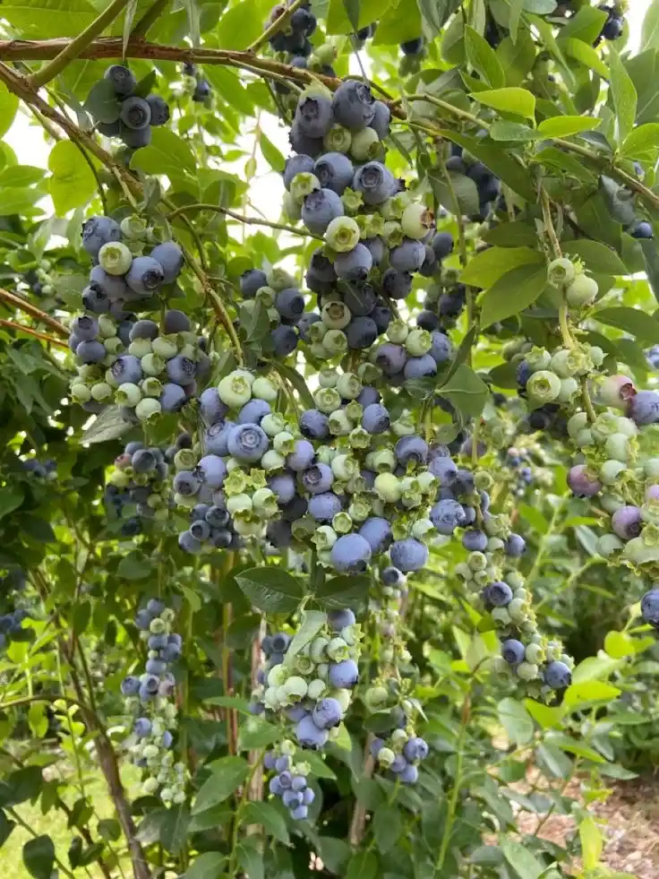 نهال بلوبری امرال