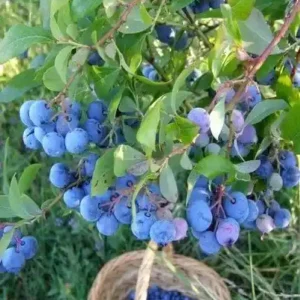 نهال بلوبری نلسون