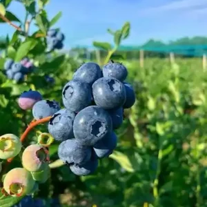 نهال بلوبری وارداتی