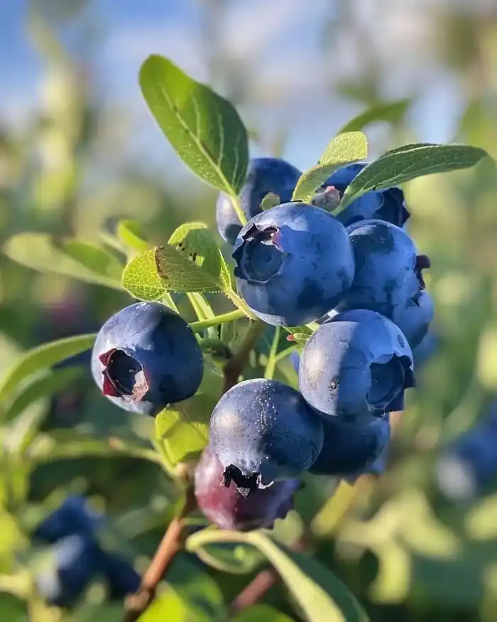 نهال بلوبری