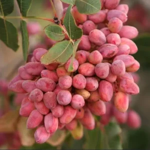 نهال پسته احمد آقایی پیوندی