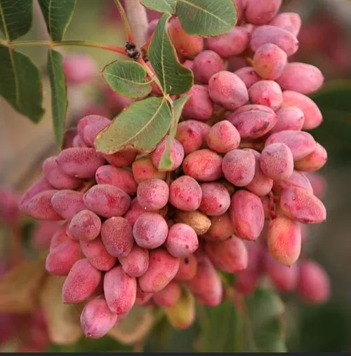 نهال پسته احمد آقایی پیوندی نهال پسته احمد آقایی پیوندی