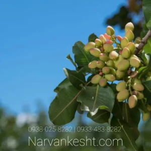 نهال پسته هیبریدی پیوندی