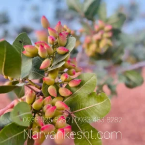 نهال پسته پیوندی ایرانی