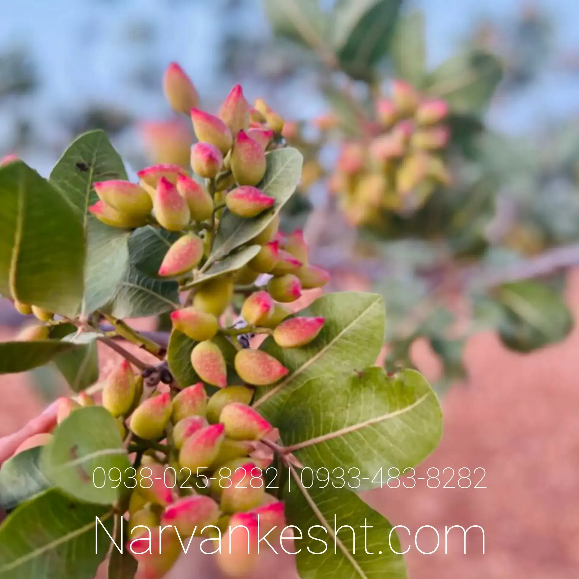 نهال پسته پیوندی ایرانی