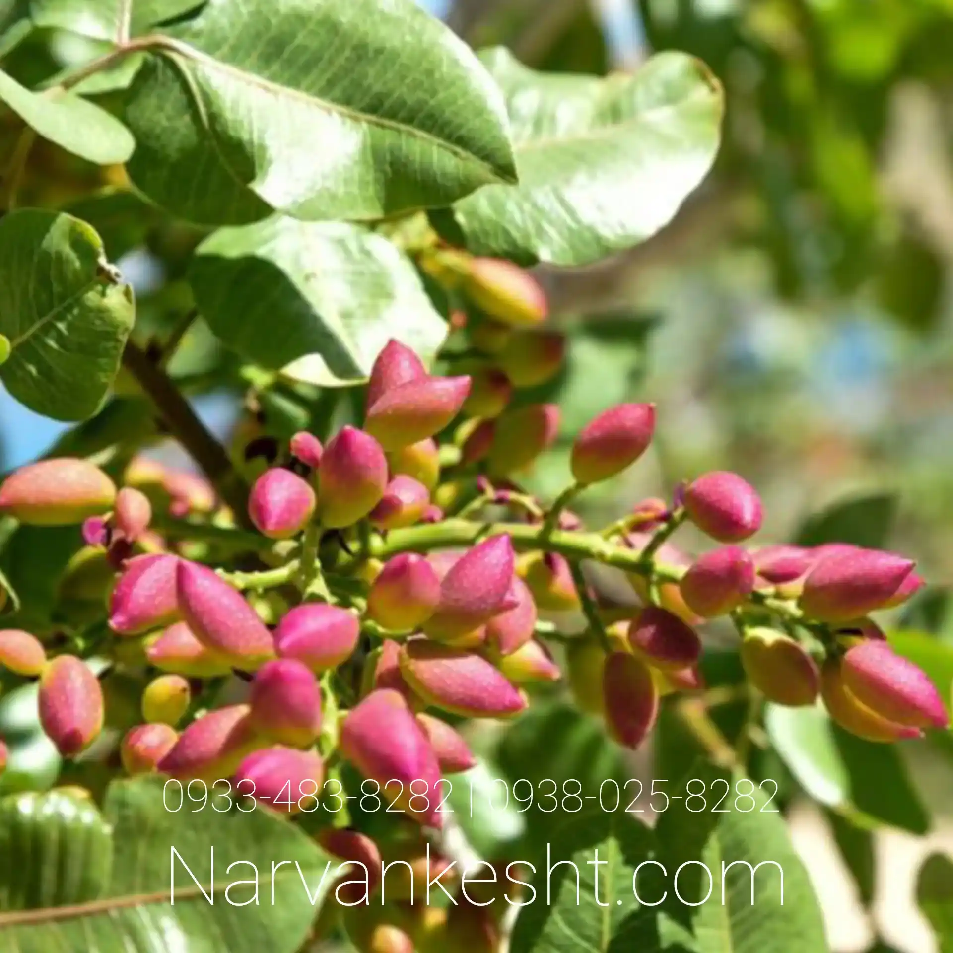 نهال پسته یو سی بی وان (UCB1)