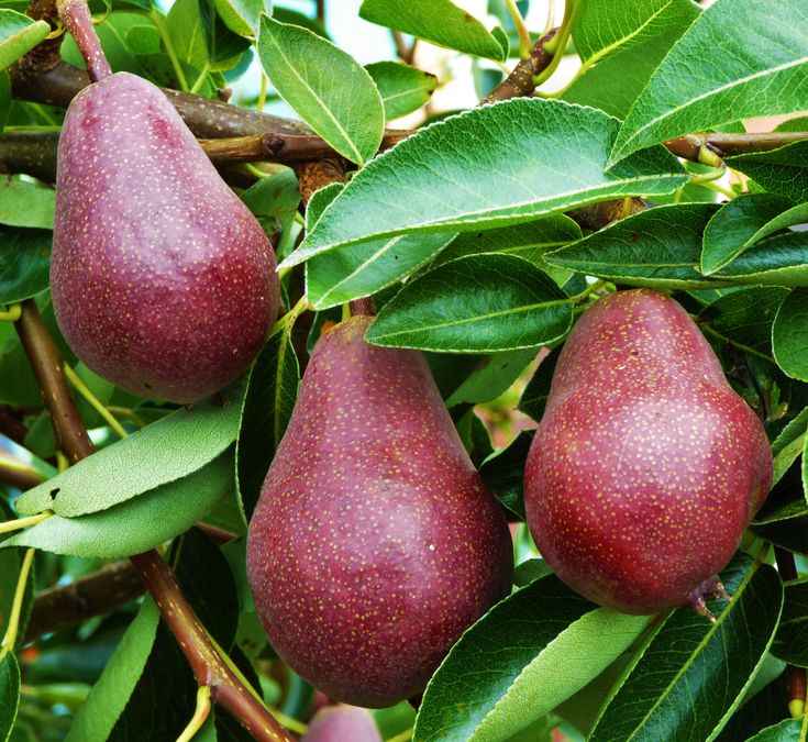 نهال گلابی انجو نهال گلابی انجو