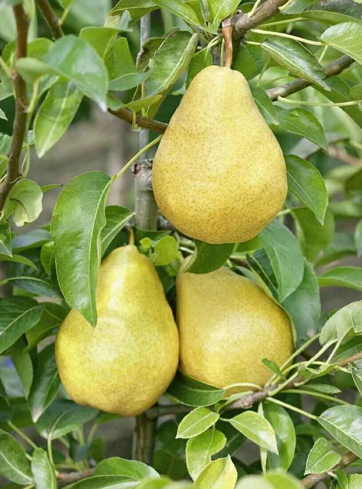 نهال گلابی ویلیام دوشیز