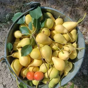 نهال گلابی کوشیا