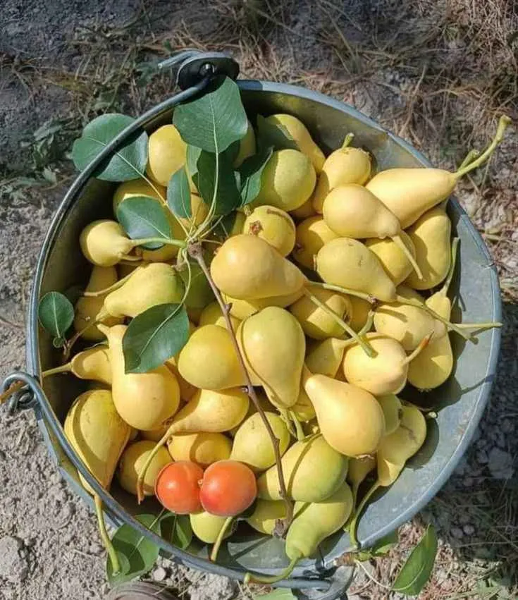 نهال گلابی کوشیا نهال گلابی کوشیا