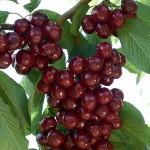 نهال گیلاس بینگ