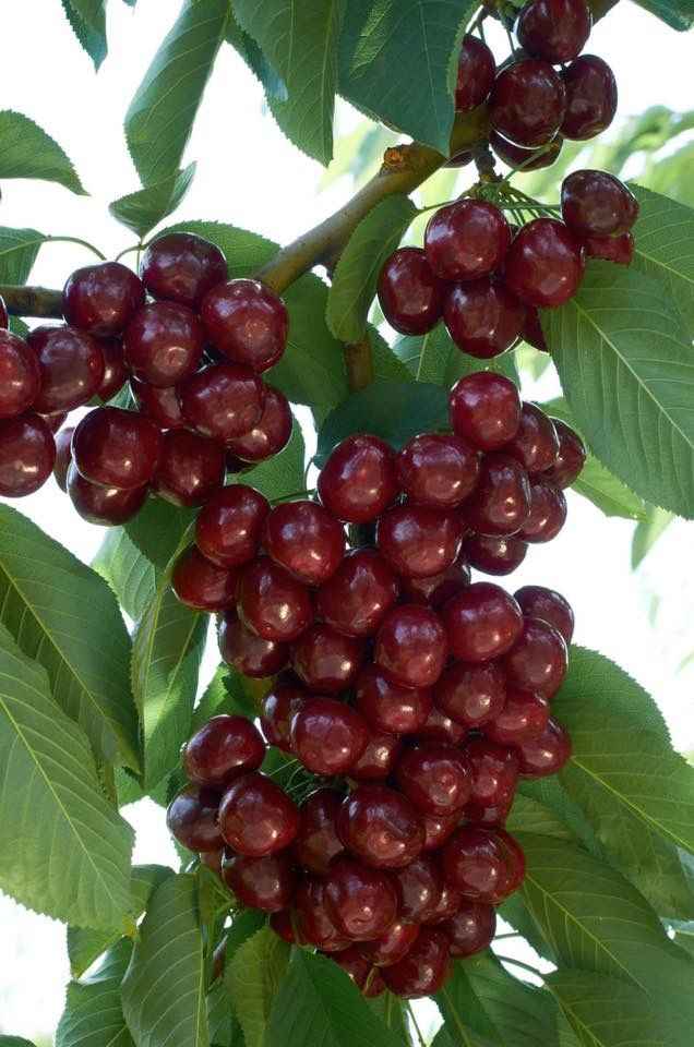 نهال گیلاس بینگ نهال گیلاس بینگ