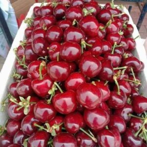 نهال گیلاس دلارکا