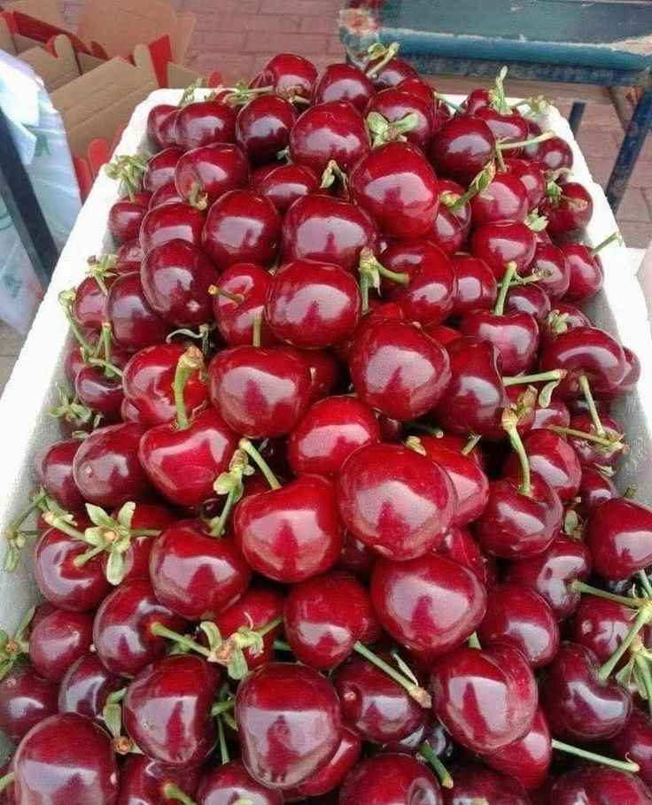 نهال گیلاس دلارکا نهال گیلاس دلارکا