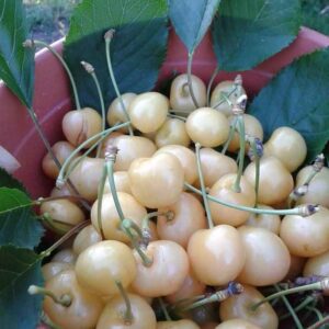 نهال گیلاس زرد موزی