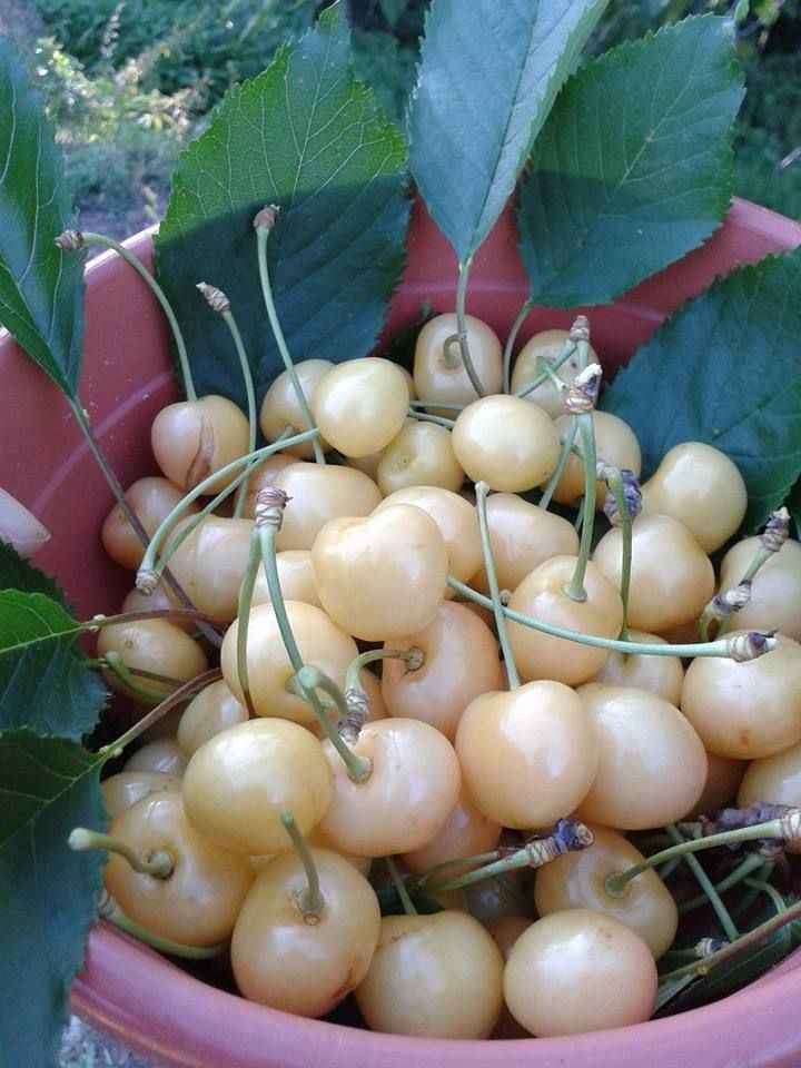 نهال گیلاس زرد موزی نهال گیلاس زرد موزی