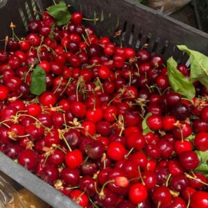 نهال گیلاس قرمز ارومیه