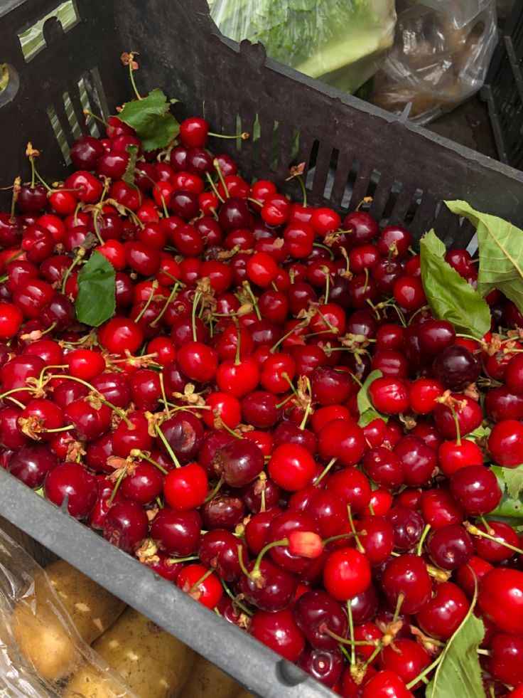 نهال گیلاس قرمز ارومیه