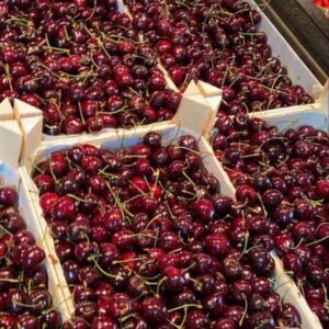 نهال گیلاس لاپینز