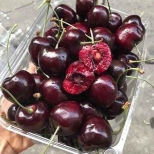 نهال گیلاس مالزیا