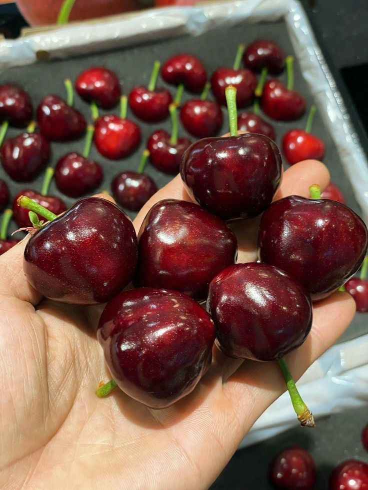 نهال گیلاس هارت