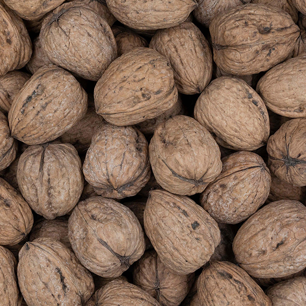 گردوی پیوندی یا بذری؟