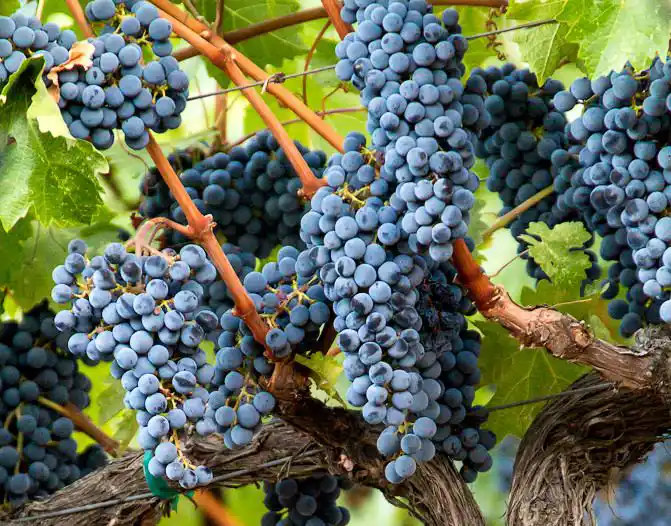 پربارترین ارقام میوه‌ای ایران