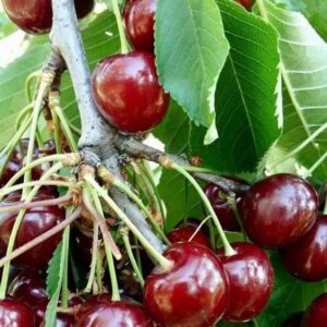 گیلاس روژینا