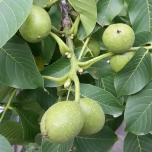 نهال گردو ژنوتیپ نارون تیپ 3