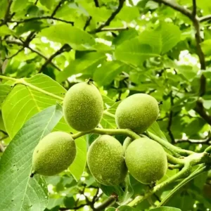 نهال گردو ژنوتیپ نارون تیپ 9