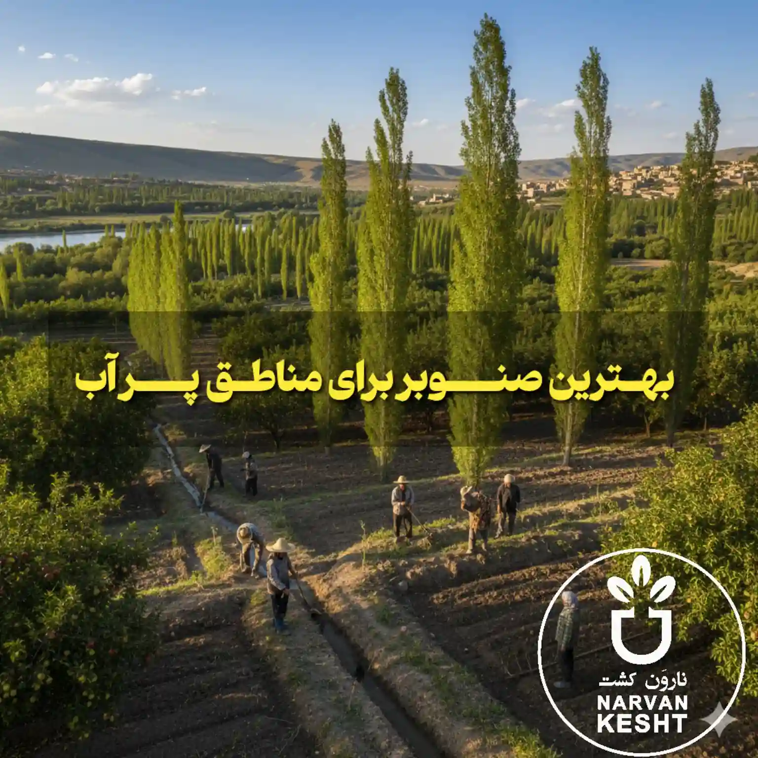 بهترین صنوبر برای مناطق پر آب