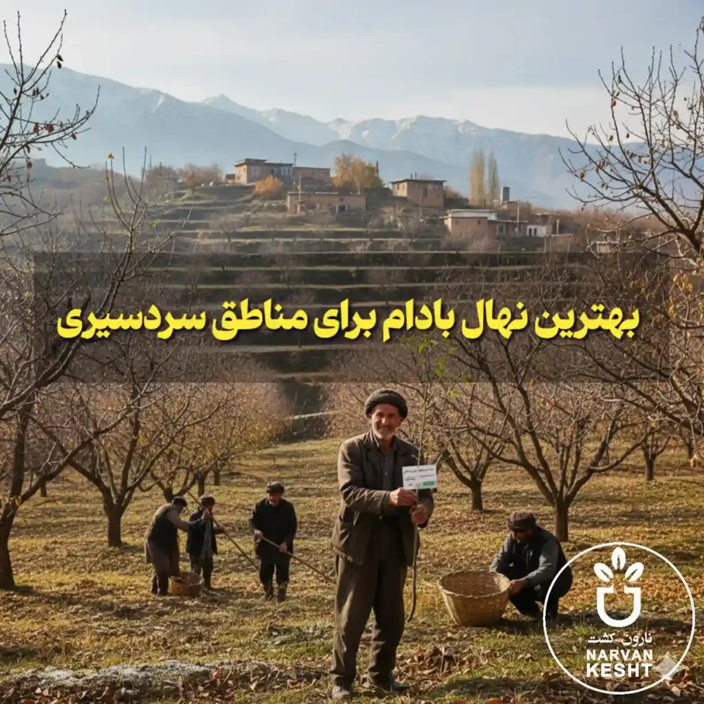 بهترین نهال بادام برای مناطق سردسیر