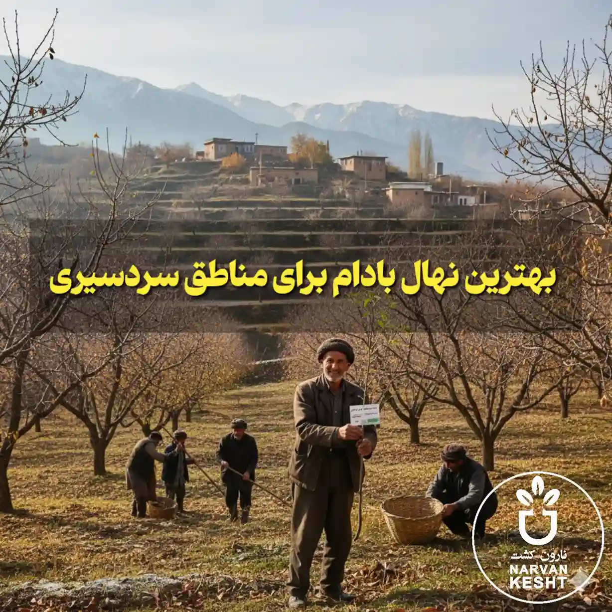 بهترین نهال بادام برای مناطق سردسیر