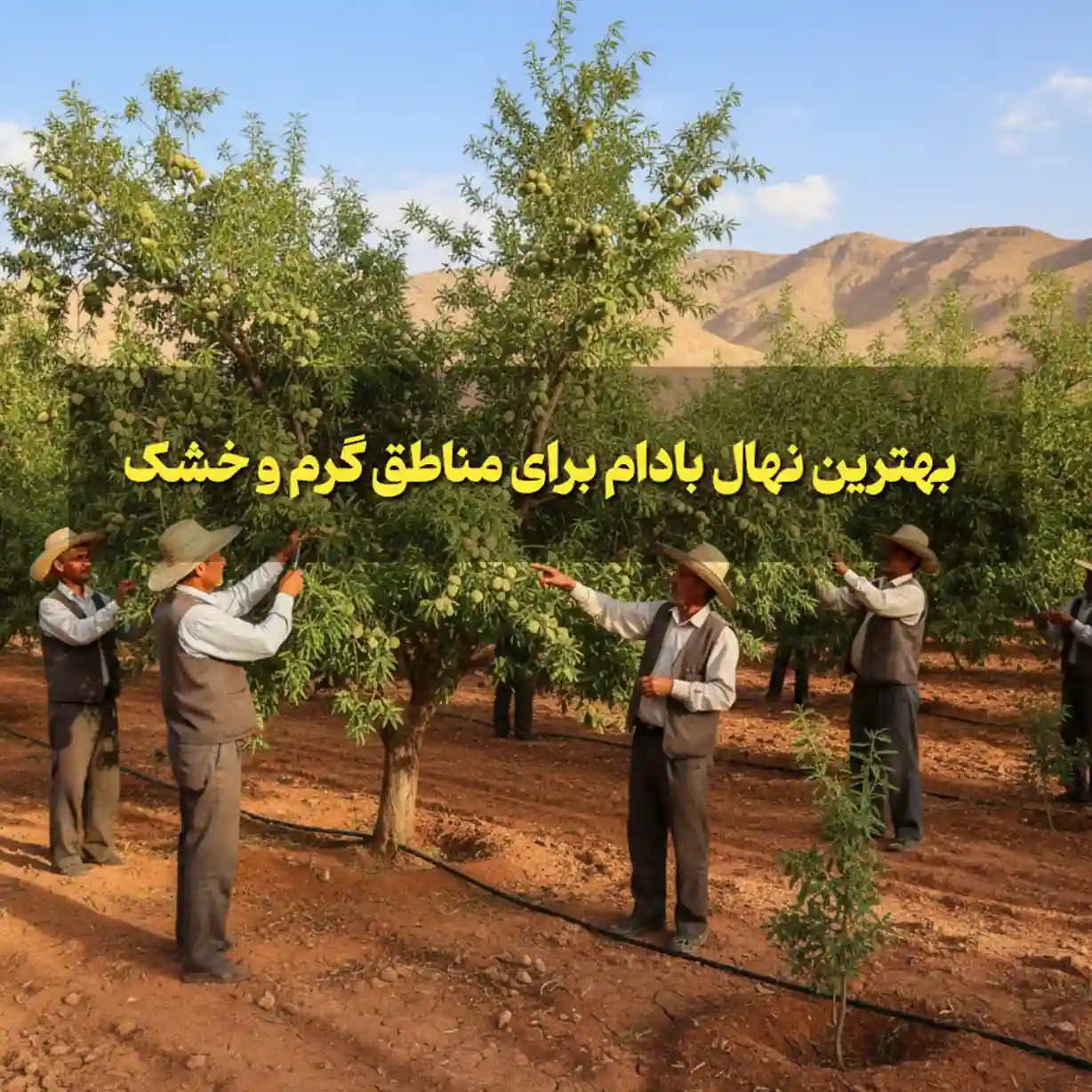 بهترین نهال بادام برای مناطق گرم و خشک