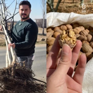 خرید نهال گردو پربار