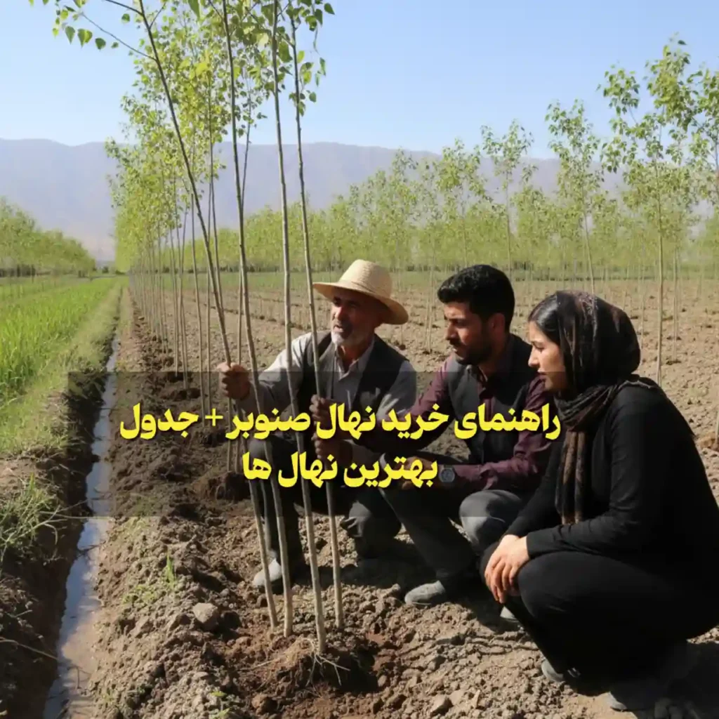 راهنمای خرید نهال صنوبر (انتخاب رقم، قیمت روز و اصول کاشت اقتصادی)