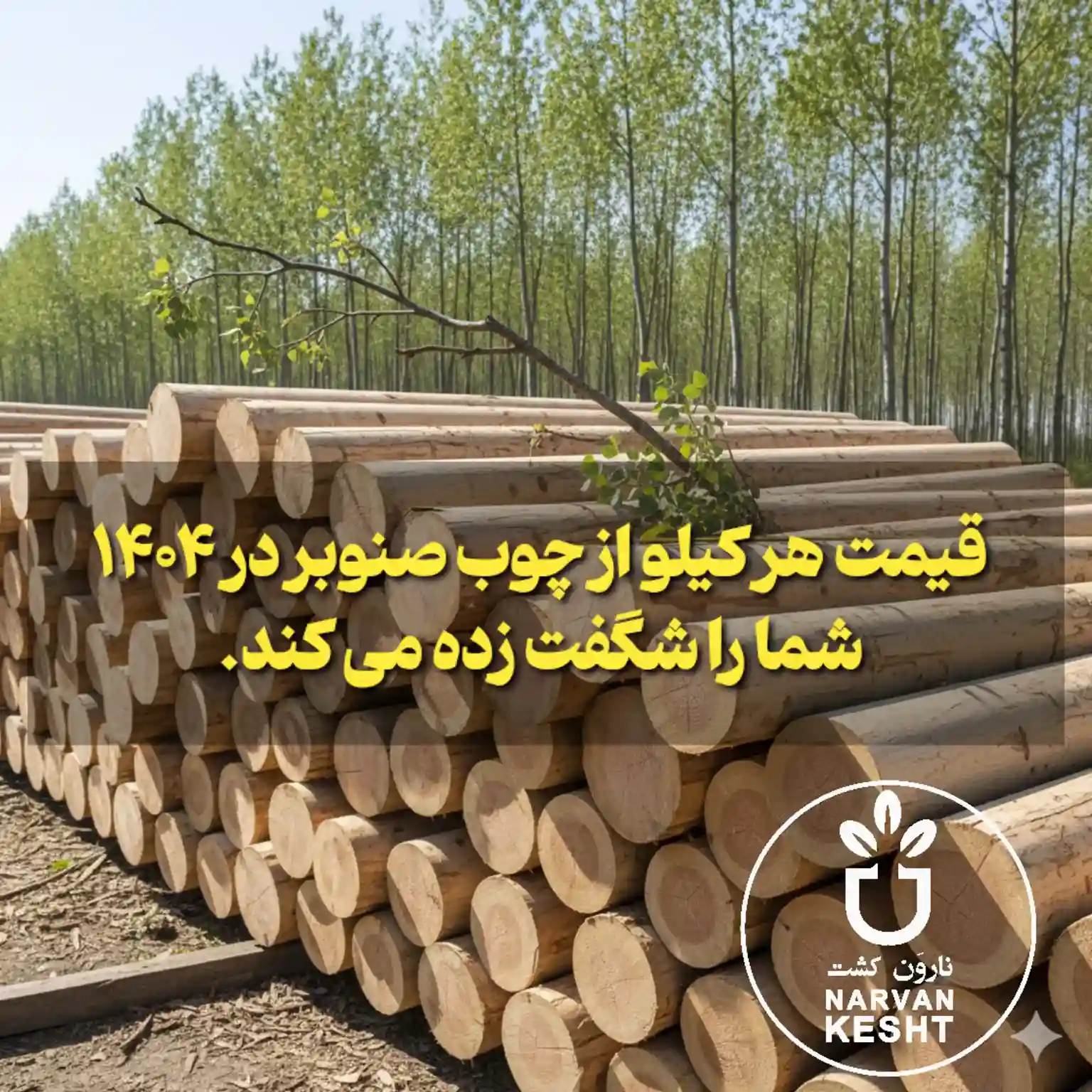 قیمت هر کیلو درخت صنوبر در سال 1404