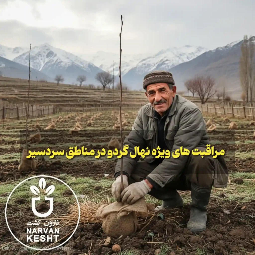 مراقبت‌ های ویژه در نگهداری نهال گردو در مناطق سردسیر