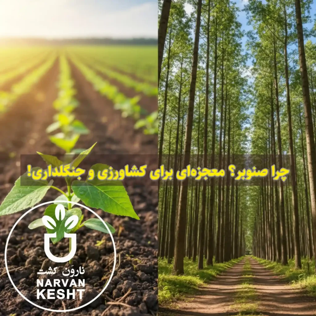 مزایای استفاده از نهال صنوبر در کشاورزی و جنگلداری